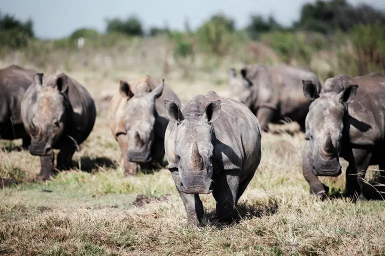 From Poaching to Protection: Relocation of Rhinos From South Africa to Rwanda
