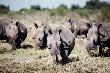 From Poaching to Protection: Relocation of Rhinos From South Africa to Rwanda